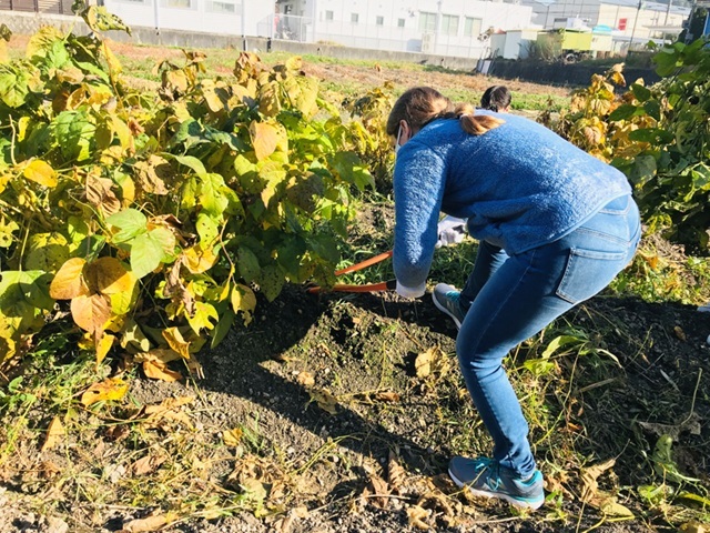 味覚の宝庫「丹波篠山」で夏のEdamame収穫体験