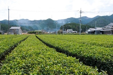 霧の里山・丹波篠山で お茶香るE-bikeツアー