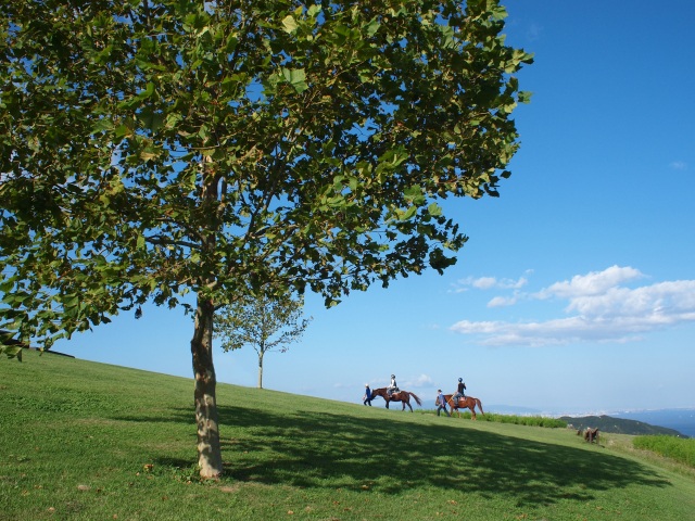 Experience Horse Therapy with North Awaji’s Partner Horses