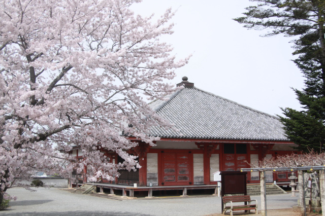 小野ガイド ひまわり