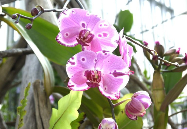 あわじオーキッドフェスティバル ~百花繚蘭~