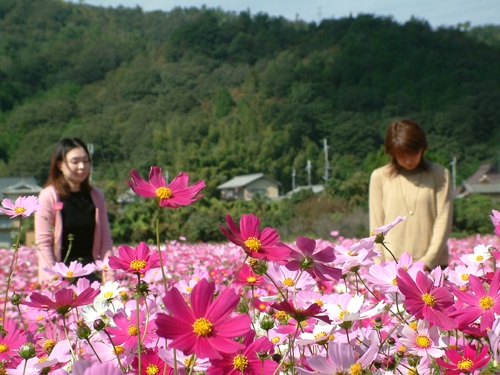 コスモス畑