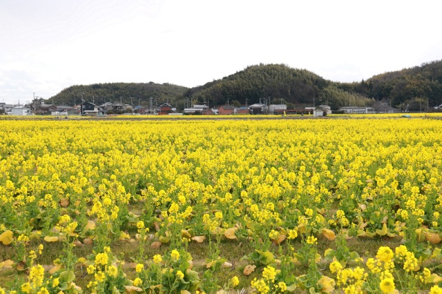 菜の花まつり