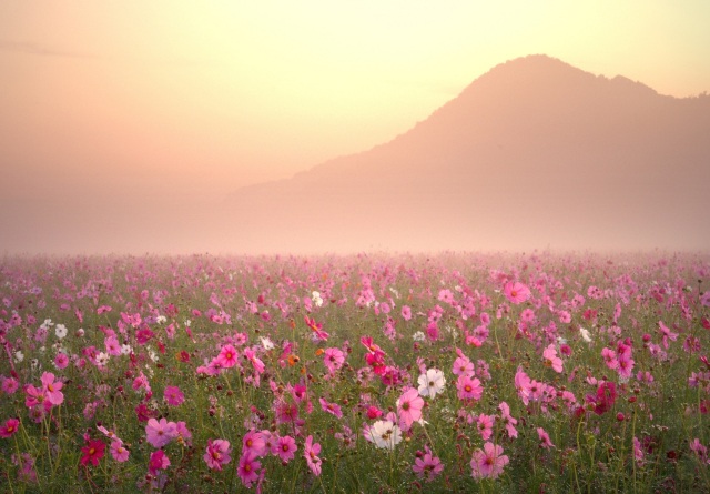 馬場コスモスまつり