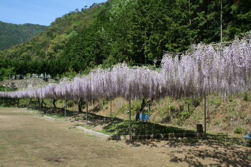 九尺ふじ（白毫寺）
