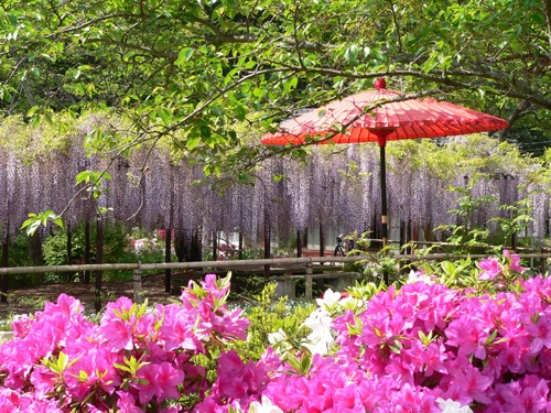 九尺ふじ（近藤フジ園）