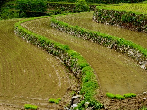 猪篠棚田