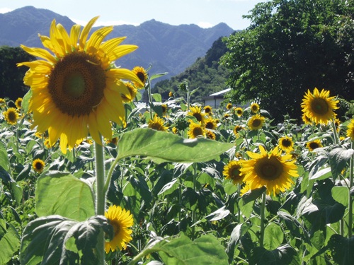 ひまわり柚遊農園