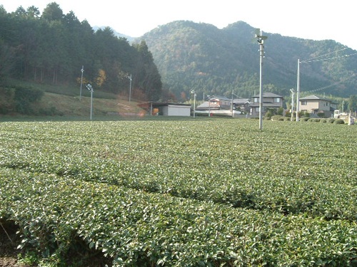 味間　茶畑