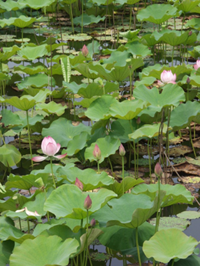 蓮池（野田町）