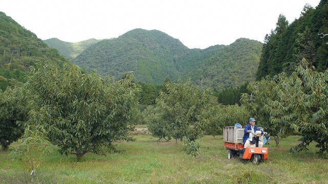 株式会社 中島大祥堂 栗園