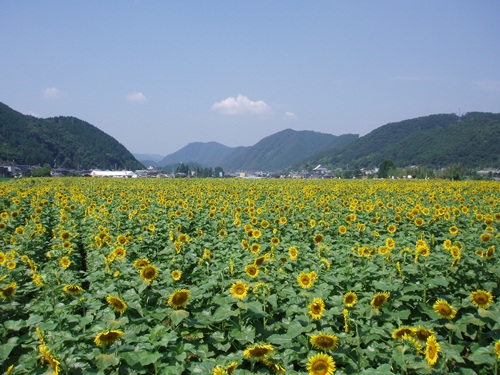 南光ひまわり畑