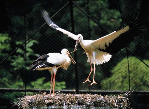 コウノトリの郷公園・コウノトリ文化館