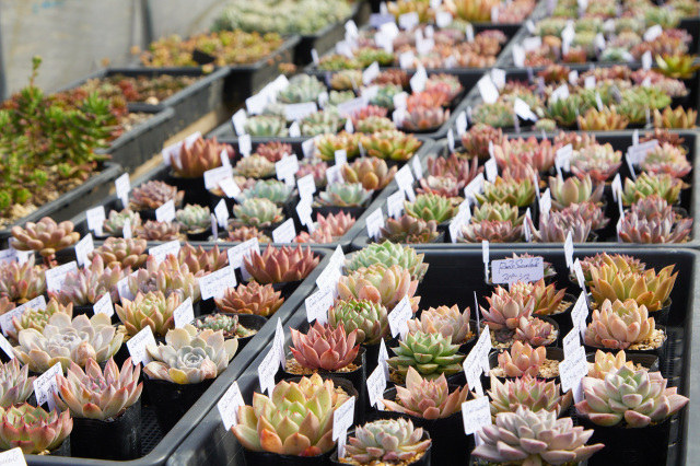 多肉好き集まれ! 但馬の多肉植物ショップを巡る癒しのバスツ…