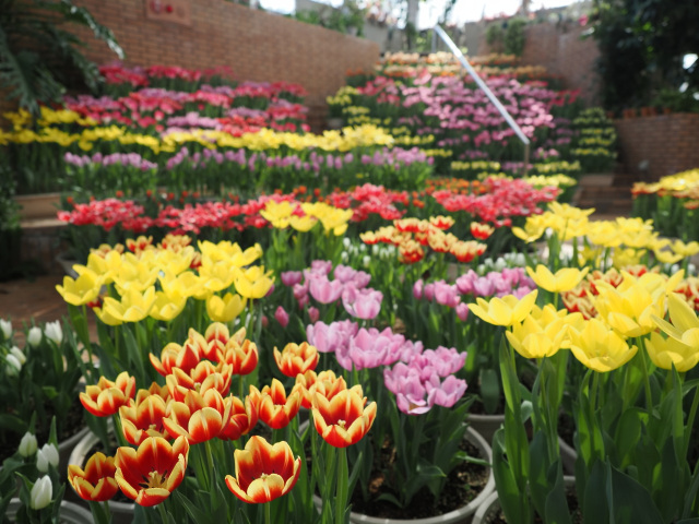 春を告げる早咲きチューリップ展