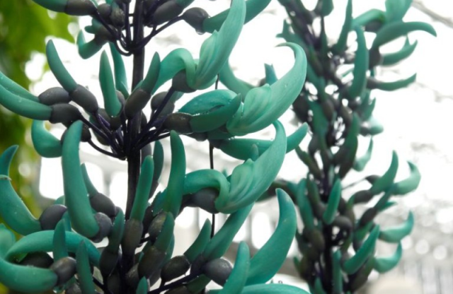 スプリングフェスティバル ～春色に、心ときめく空中散歩～