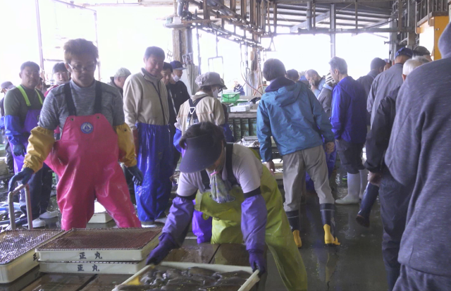 Yura Fishing Port Auction Private Traditional Fish Auction Tour & Special Lunch