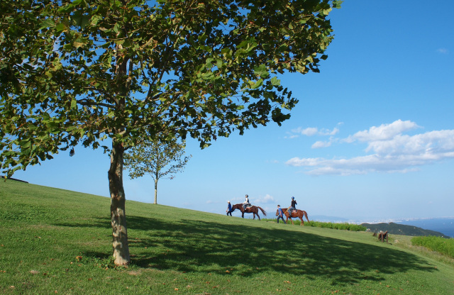Experience Horse Therapy with North Awaji’s Partner Horses