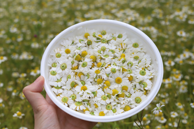 ハーブのパイオニアの想いが詰まった香寺ハーブ・ガーデンのカ…