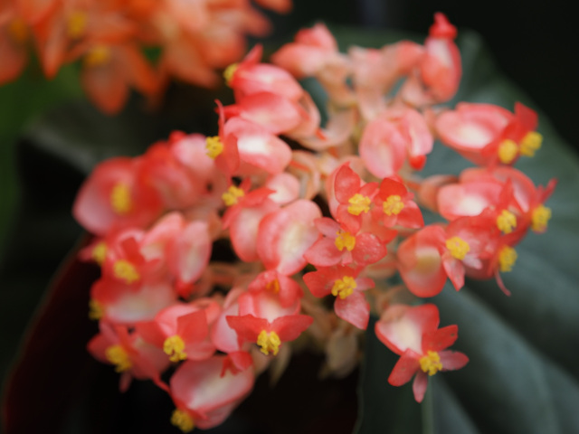 春のベゴニア展