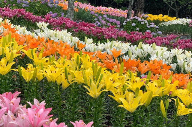 呼子のいか姿造りと約10万本のゆりとあじさい彩る花園