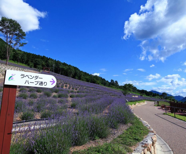 鍛冶屋線廃線ウォーキングと西日本最大級ラベンダーパークご見学