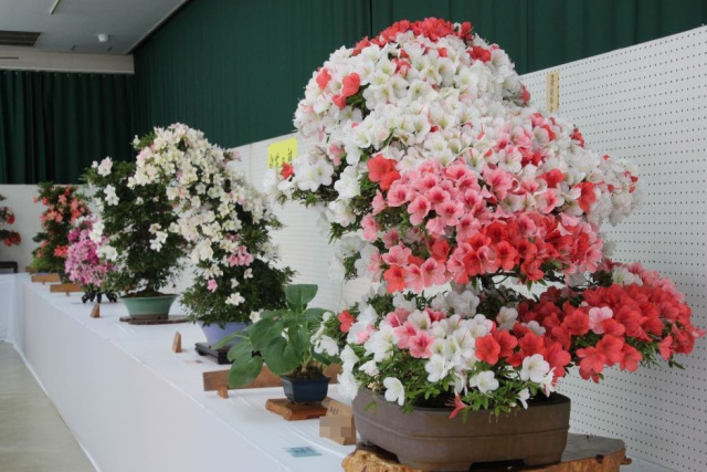 第48回全日本皐月会さつき展