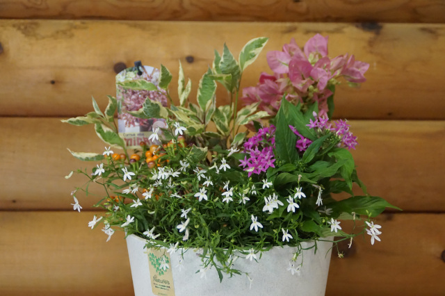 夏の寄せ植え教室