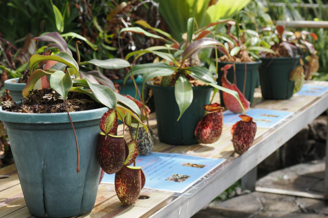 食虫植物特別展示