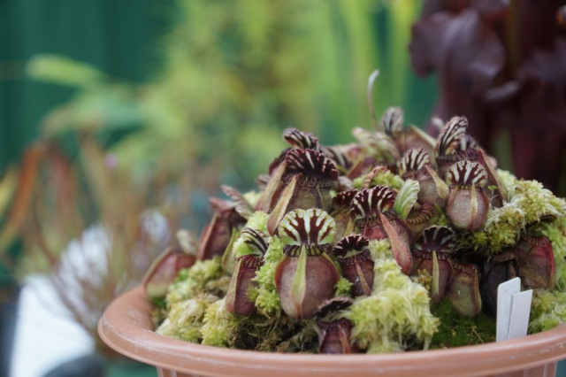 第1回食虫植物教室