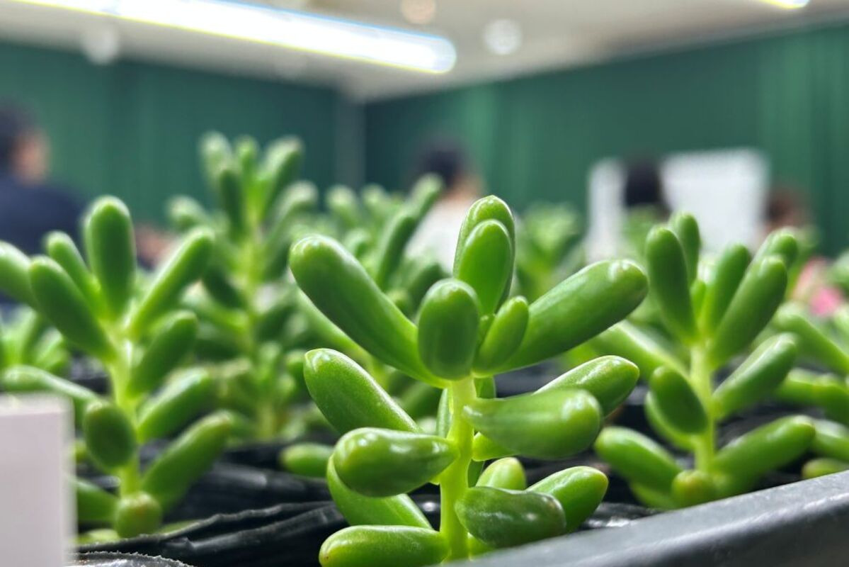 テラリウム 多肉植物