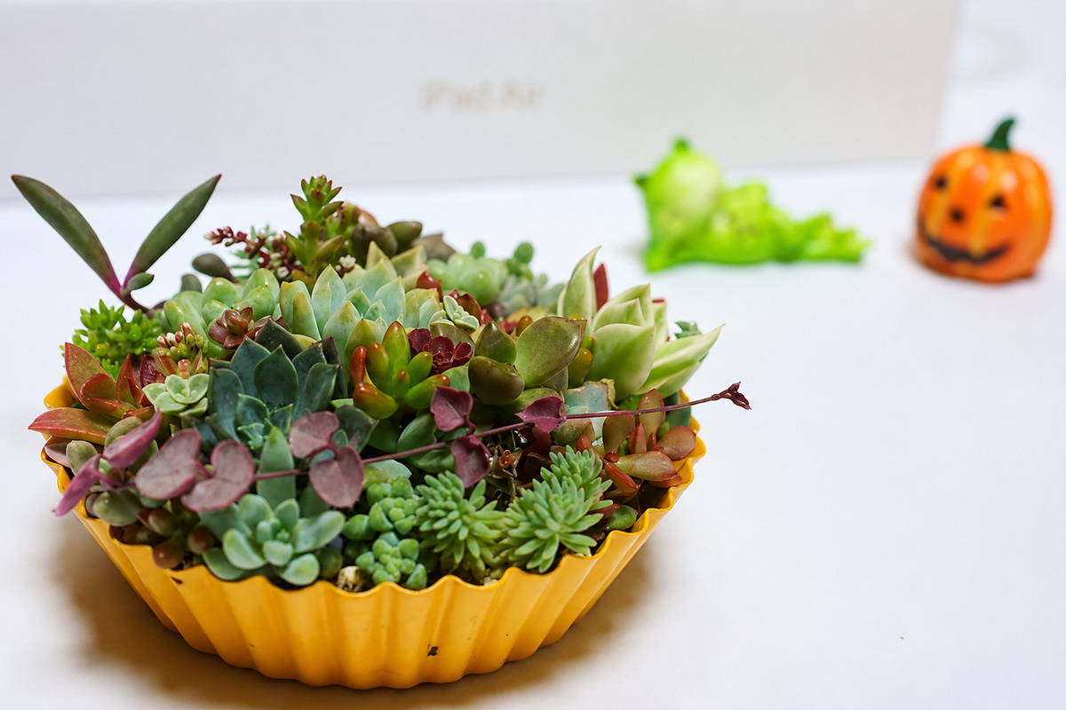 秋の寄せ植え教室