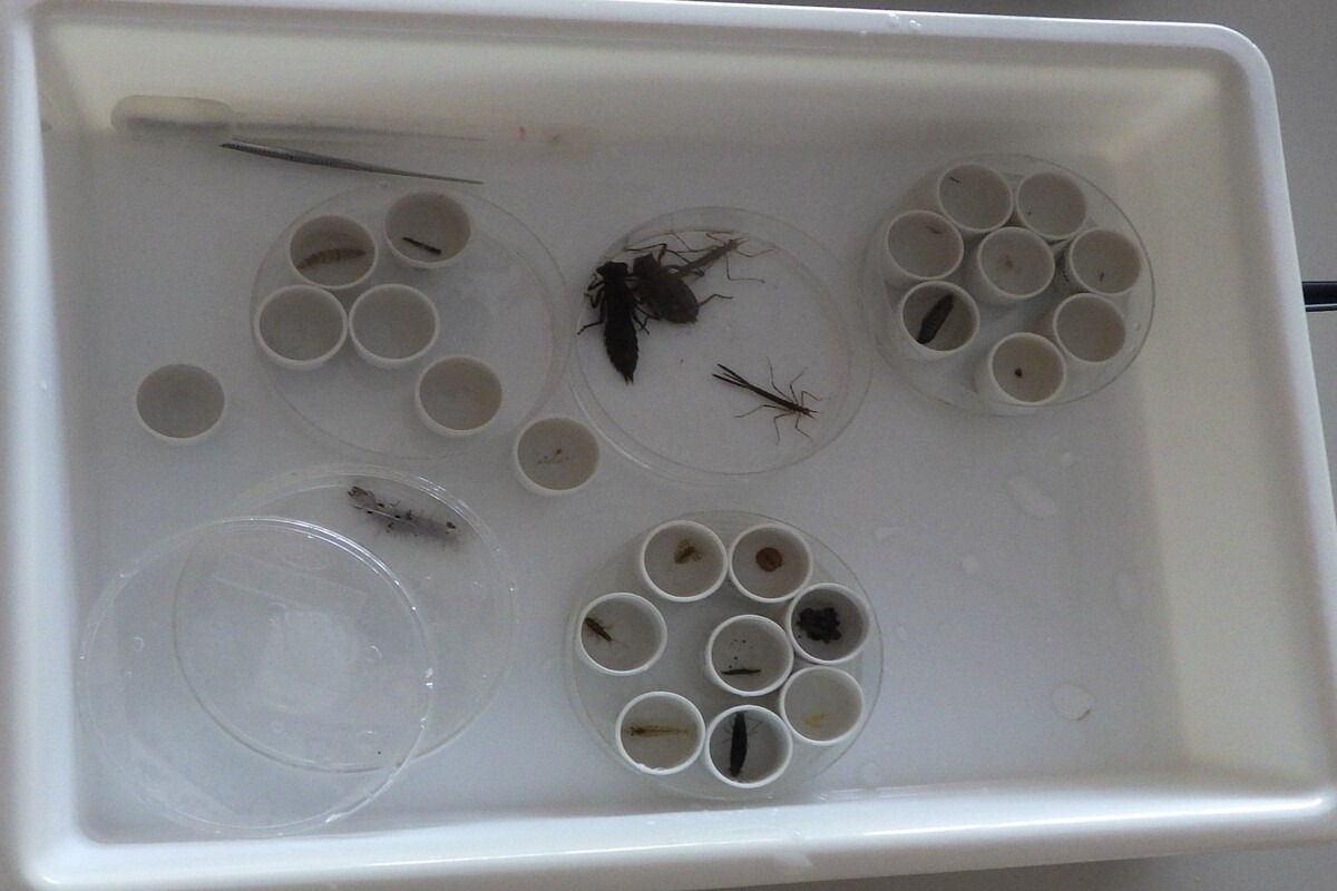 栗栖川に生息する生き物を採集