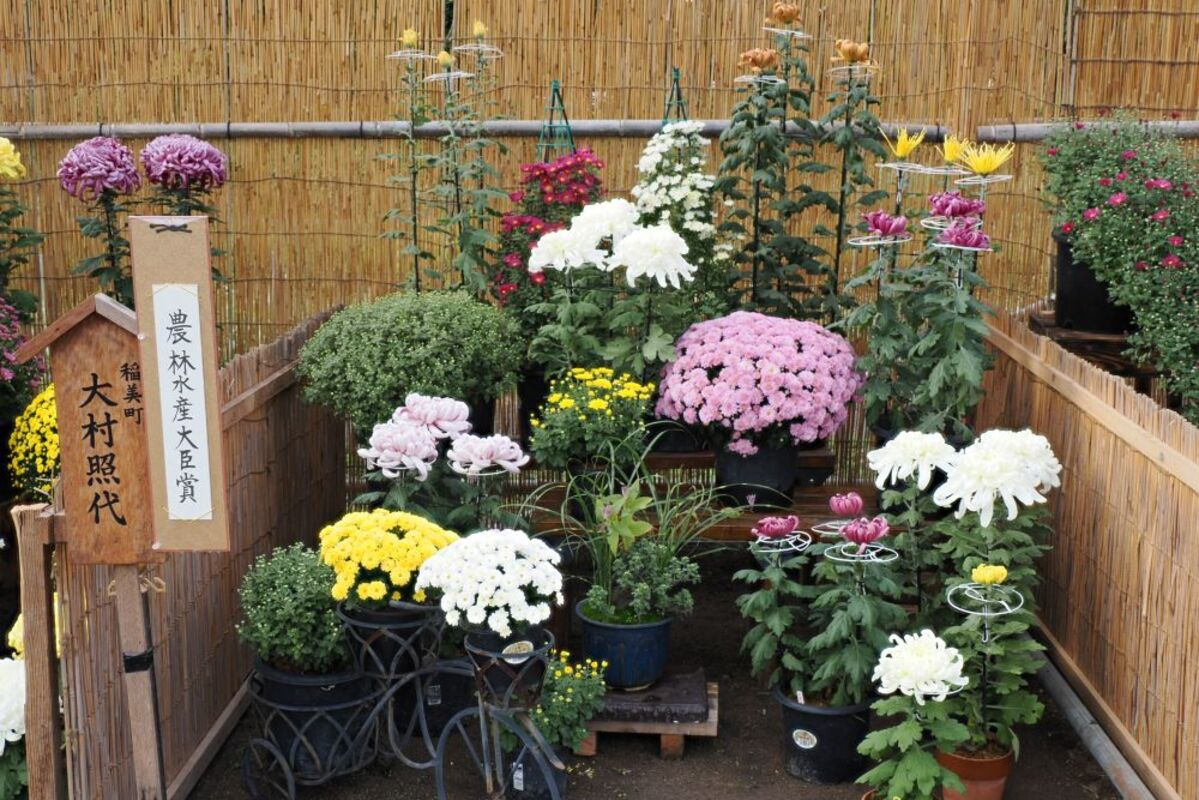 菊花展