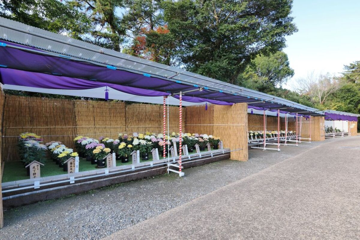 菊花展