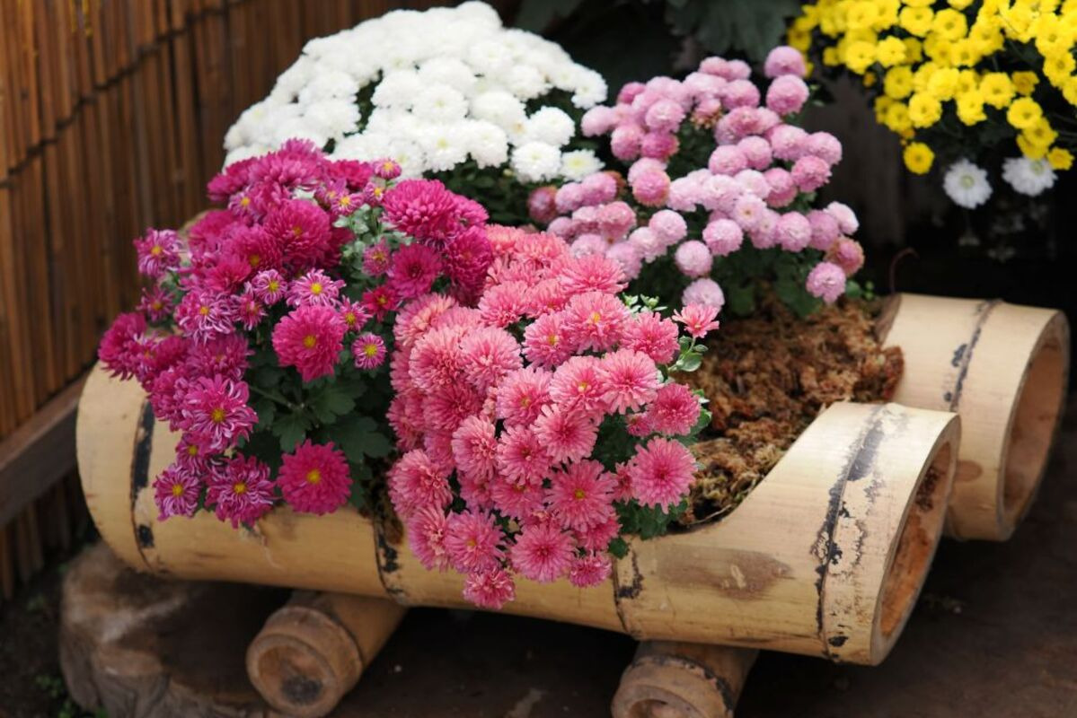 菊花展