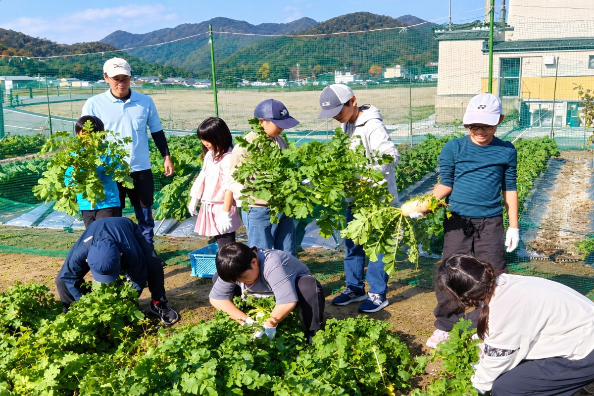 旬の野菜収穫