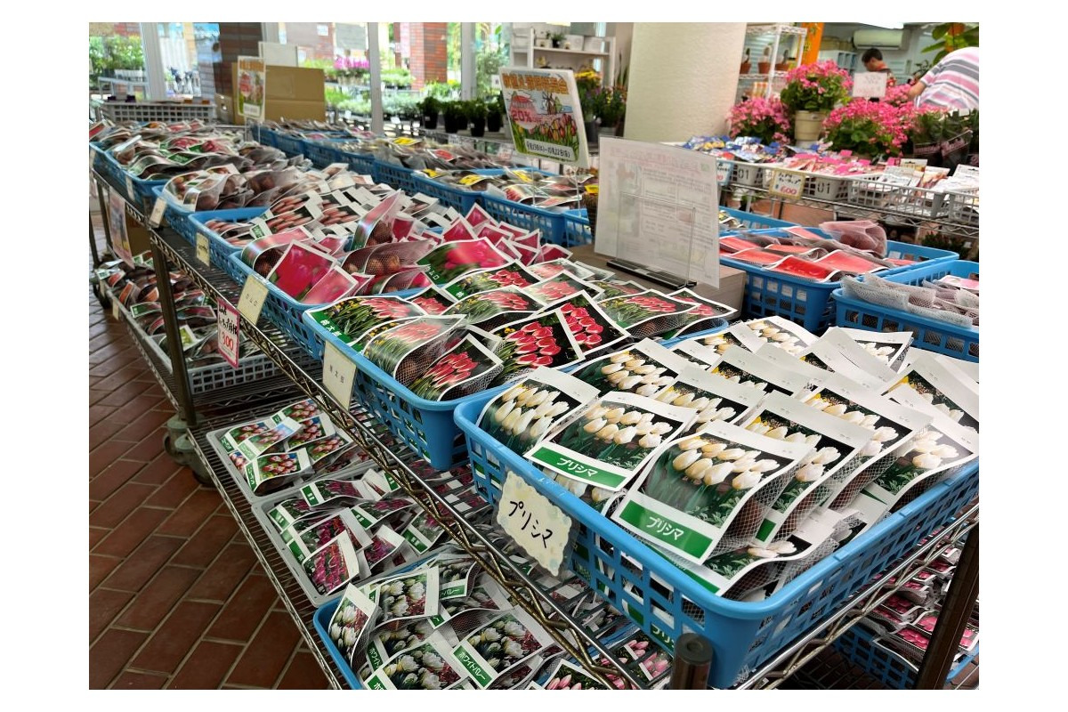秋の球根特売会