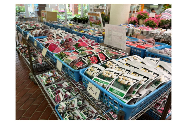 秋の球根特売会