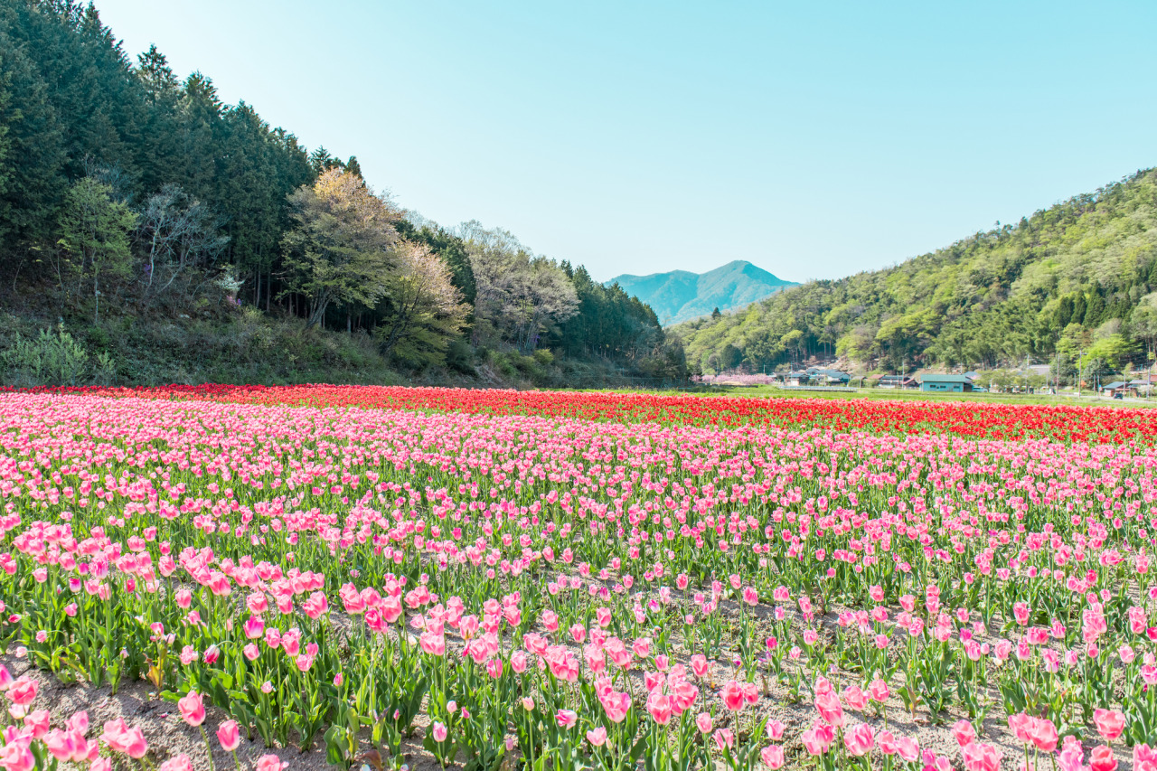 たんとうチューリップまつり